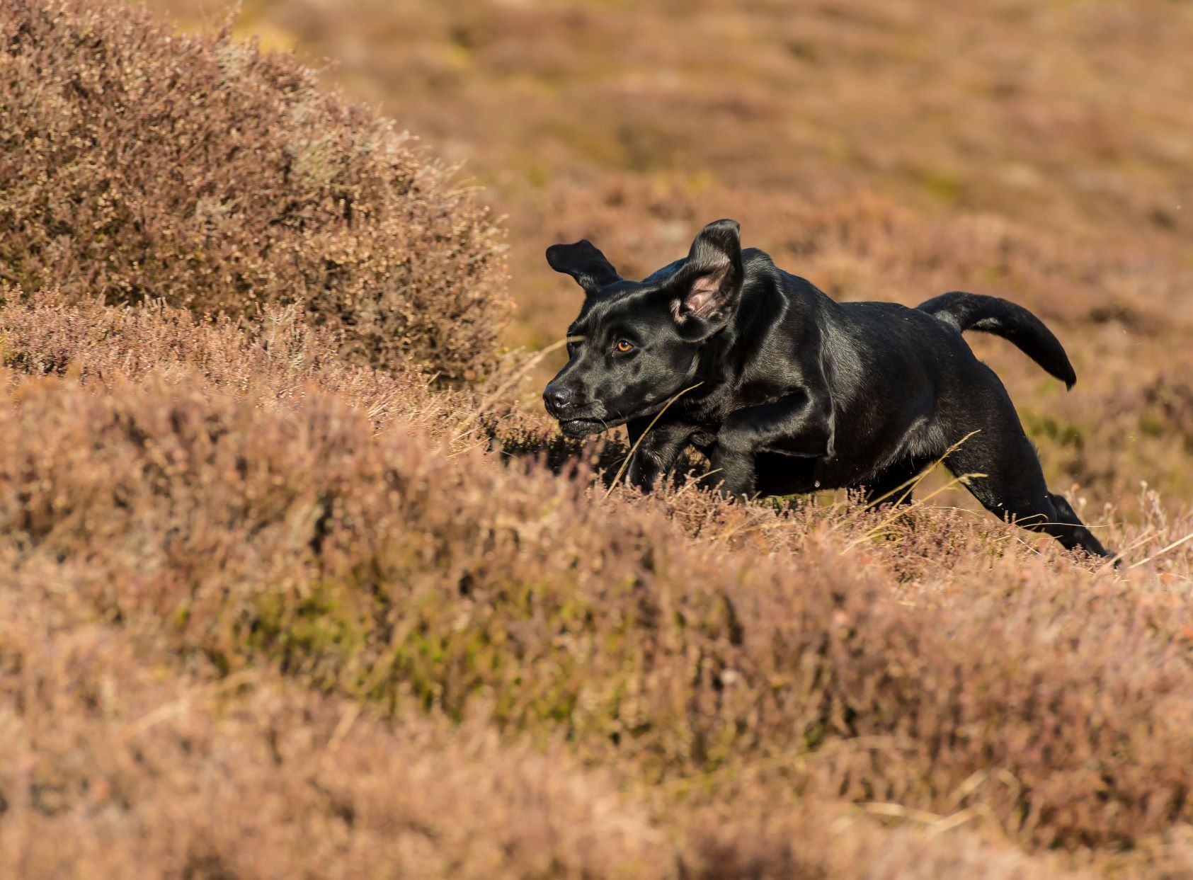 black labrador running through heather